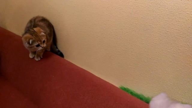 Шотландский котик.фолд.золотая шиншилла.мрамор. смотреть онлайн