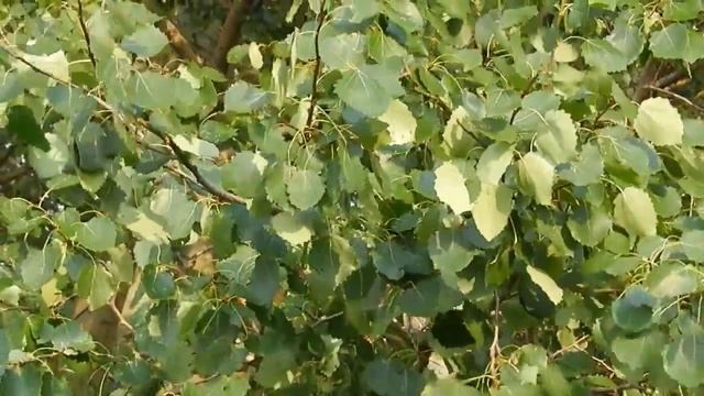 Эмоциональные пассажи