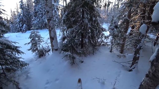 ЗАВАЛИЛ ДВУХ ПЕТУХОВ! ОХОТА НА БОРОВУЮ ДИЧЬ В ГЛУХОЗИМЬЕ / ПОХОД НА ЛЫЖАХ В ТАЙГУ. МОТОСОБАКА БАРС. смотреть онлайн