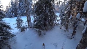 ЗАВАЛИЛ ДВУХ ПЕТУХОВ! ОХОТА НА БОРОВУЮ ДИЧЬ В ГЛУХОЗИМЬЕ / ПОХОД НА ЛЫЖАХ В ТАЙГУ. МОТОСОБАКА БАРС.