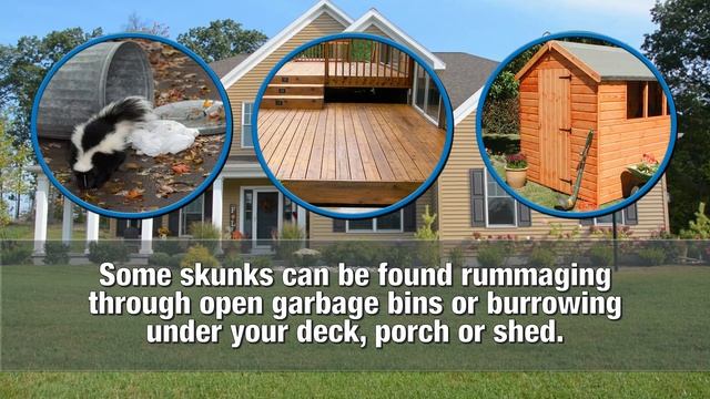 Skunk Love: Mating Season Brings Damage to Your Home смотреть онлайн