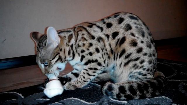 Шанти. Бенгал F1. Котопёс. смотреть онлайн