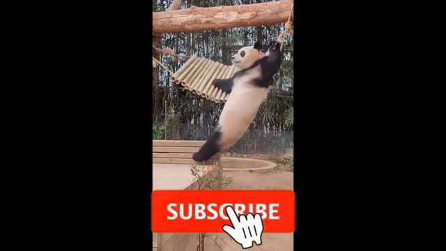 Funny animals 01 смотреть онлайн