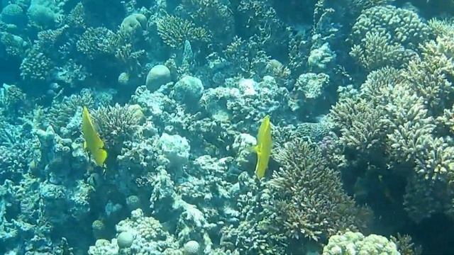 Египет, Хургада, отель Zahabia, подводные съёмки, 26.11.2021-02.12.2021.