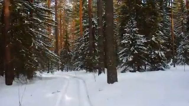 Южный Урал ! Зимний лес , запахло весною !