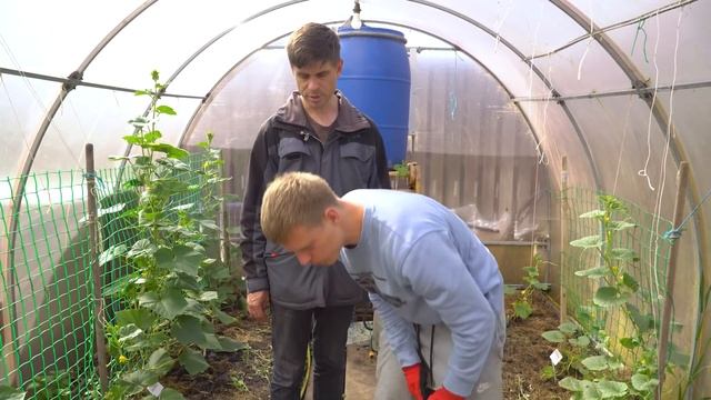 Натуральное удобрение для огурцов своими руками! смотреть онлайн