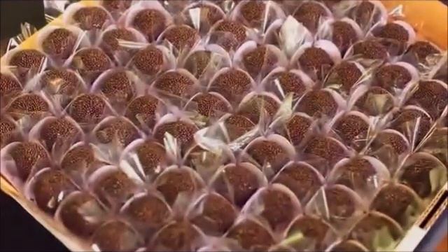 Gio смотреть онлайн