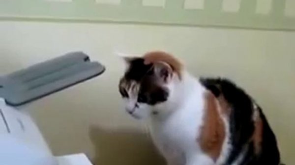 Сумасшедший кот!!! Crazy funny cat !!!