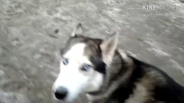Мой самый первый челендж куда ведёт собака Макс смотреть онлайн