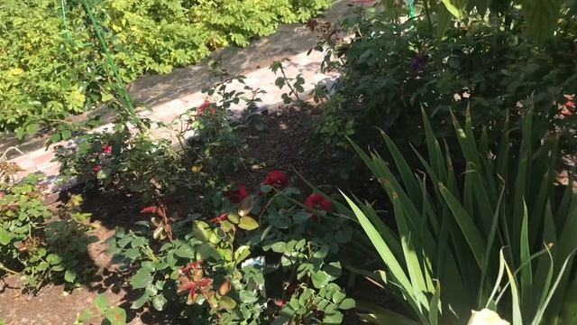 Розы. Приглашаю насладиться красотой моего сада. ??? смотреть онлайн