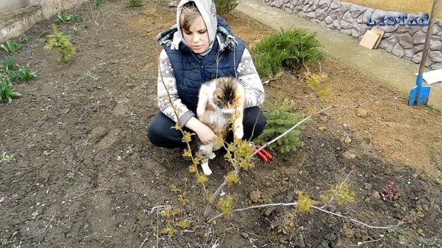 Все о выращивании рябинника Как посадить и вырастить рябинник Как выращивать рябинник смотреть онлайн