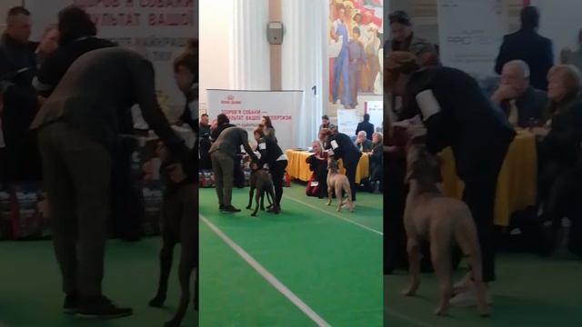 Чемпионат кане корсо