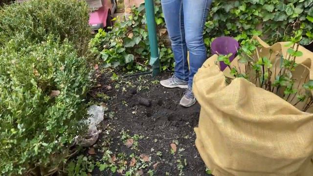 Garden Planning - Learn About Hydrangea Winter Protection смотреть онлайн