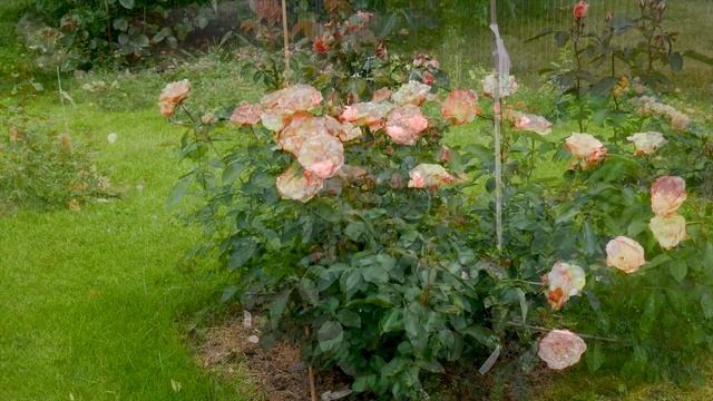 Видео обзор розы Ауф Ди Фройндшафт (Шраб) - Auf Die Freundschaft ( W. Kordes & Sons Германия, 2007)