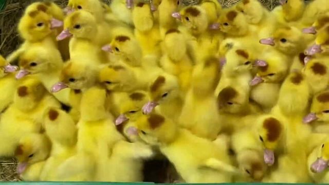 МУСКУСНАЯ УТКА СТ-6 ОРВИЯ ФРАНЦИЯ смотреть онлайн