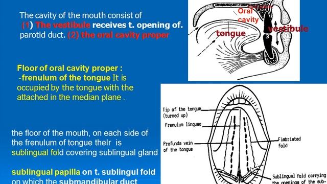 82 ORAL CAVITY смотреть онлайн
