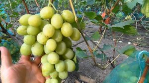 Виноград - Синдикат .