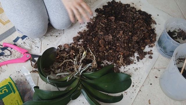 ГНИЕНИЕ КОРНЕЙ У ОРХИДЕЙ. ПРИЧИНЫ ВОЗНИКНОВЕНИЯ. смотреть онлайн