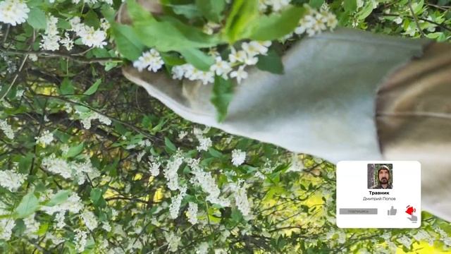 Цветки черёмухи - мощное лекарство смотреть онлайн