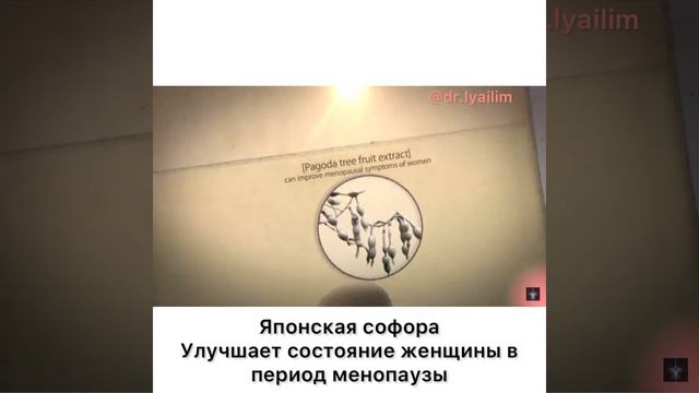 Королевская софора от атоми смотреть онлайн