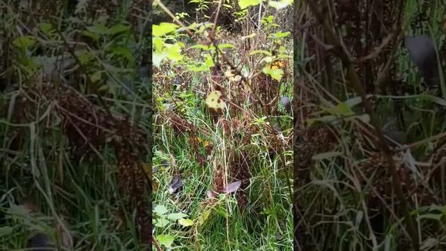 Лес осенний, птицы поют, как весной. смотреть онлайн