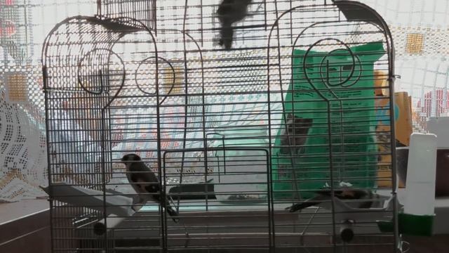 Домашние щеглы. Проснулись, поют песенки, завтрак. Песни домашних щеглов. смотреть онлайн