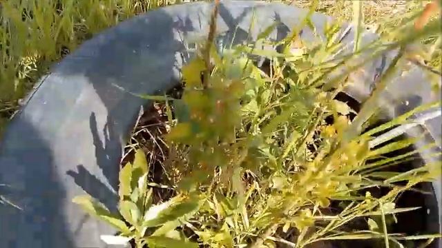 На Кубани можно сажать палки! Новая Жизнь РоМашки смотреть онлайн
