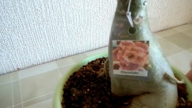 Что стало с адениумом из посылки и как выросли эуфорбии мили) смотреть онлайн