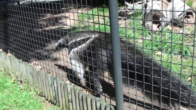Прогулки по зоопарку в Барселоне, встретили муравьеда. смотреть онлайн