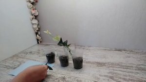 УКОРЕНЕНИЕ ЧЕРЕНКОВ  ТАБЕРНЕМОНТАНЫ * МИКОРИЗА  ИЛИ КОРНЕВИН