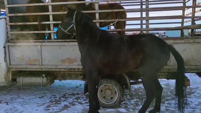 Чечня рынок Лошадей в Урус-мартан. 27.12.20г