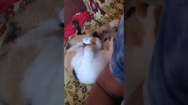 Котик просит ласки у хозяина смотреть онлайн