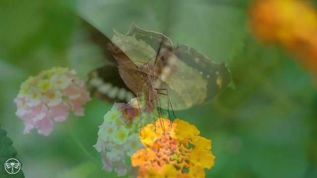 Butterfly Adventures смотреть онлайн