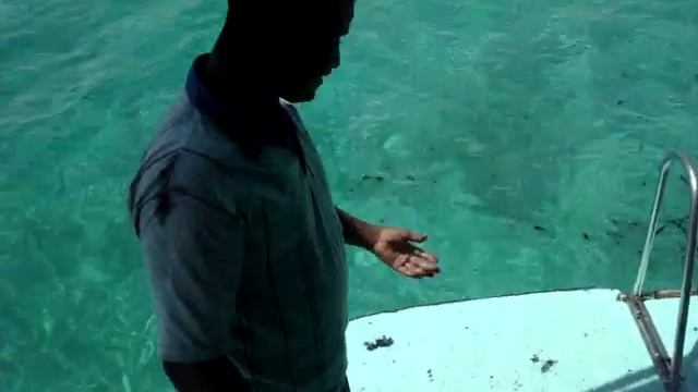 Tintenfisch teilt aus... смотреть онлайн