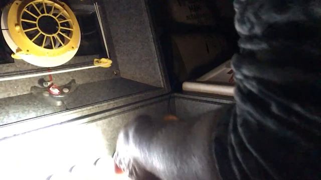 Теплуша инкубация гусиного яйца 6-день,овоскопирование. смотреть онлайн