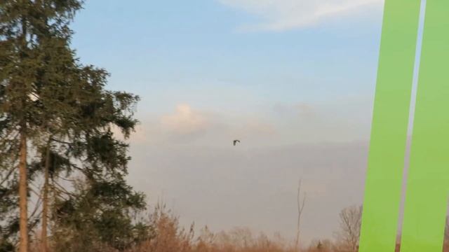 Редкая красавица: специалистами Мосприроды замечена серая цапля смотреть онлайн