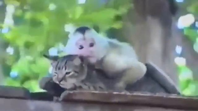 Тильда красивая, это тебе посвящается!? смотреть онлайн