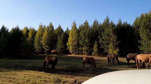 Путешествие в поисках ЗОЛОТА на старой Ниве смотреть онлайн