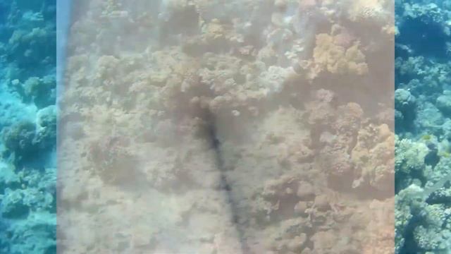 Чем полезен для здоровья отдых на Красном море? Египет. смотреть онлайн