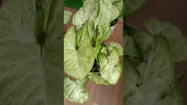 #сингониум#цветы#Syngonium Freckles #flowers#минск