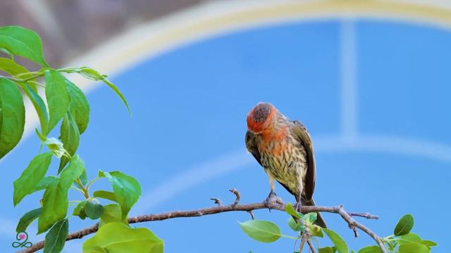 Музыка лечит сердце и сосуды🌿 Успокаивающая музыка восстанавливает нервную систему, расслабляет #32 смотреть онлайн