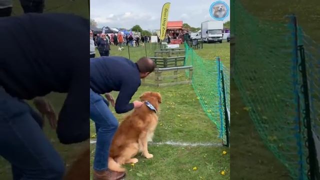 Funny animals - Funny cats _ dogs - Funny animal videos _ Best videos of May 2022.mp4 смотреть онлайн