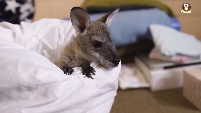 What is a Wallaby? - Cute Facts about Wallabies смотреть онлайн