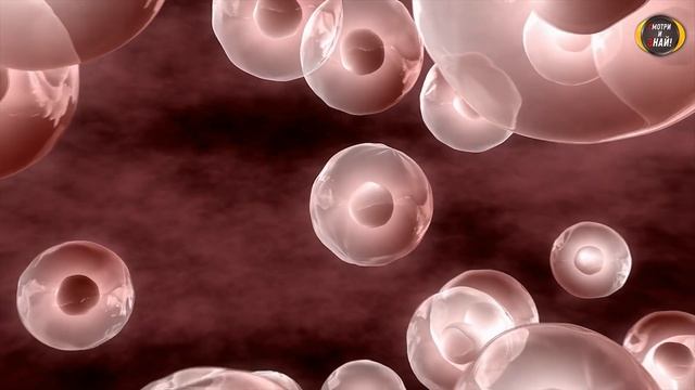 Съедайте 1 Гранат по Утрам и Смотрите, Что Будет с Вашим Организмом! Гранат Польза и Вред