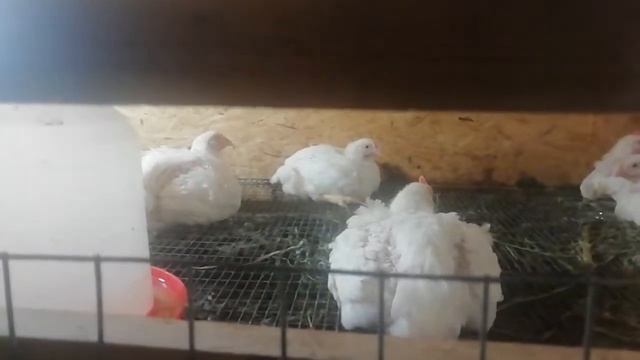 069 - Бройлеру месяц. Сколько весит бройлер в месяц смотреть онлайн