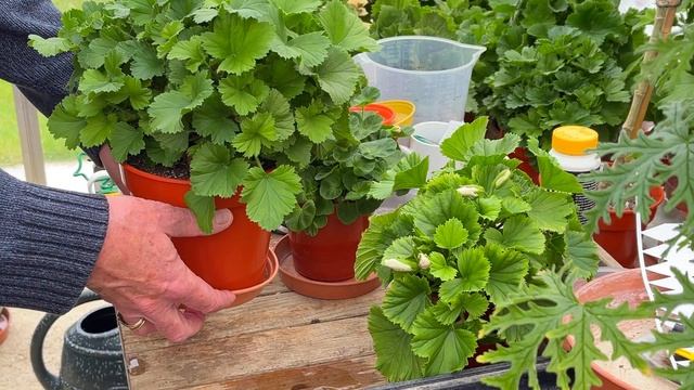 All About Watering Pelargoniums смотреть онлайн