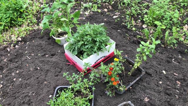 Новая клумба с нуля. Много разных цветов смотреть онлайн