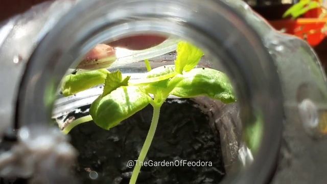 GROWING CANTALOUPE FROM SEED IN A CONTAINER/ cantaloupe update: THE GARDEN OF FEODORA смотреть онлайн