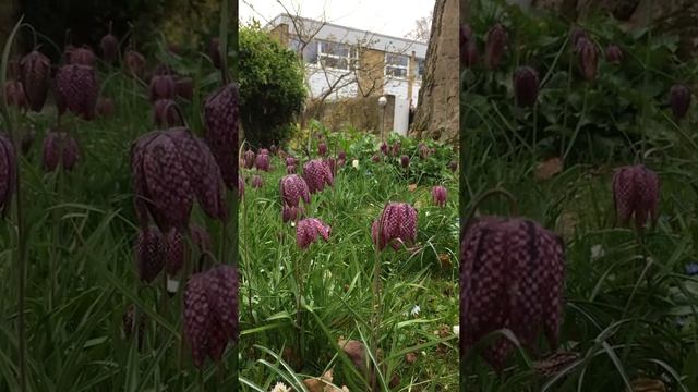 Fritillaria Meleagris Bulbs For Sale By Post смотреть онлайн