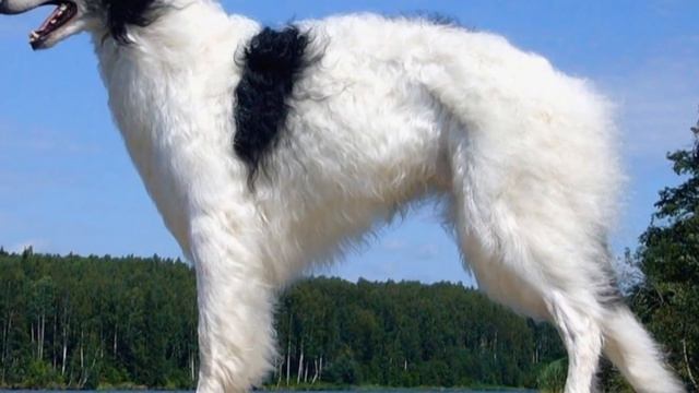 10 самых глупых пород собак смотреть онлайн